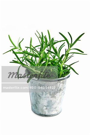 Bunch of rosemary herb in a bucket isolated on white background