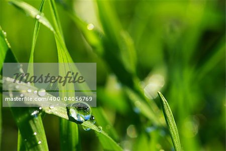 Dew drop on a blade of grass