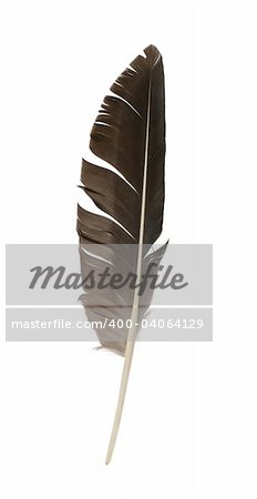 Bird feather isolated on white background