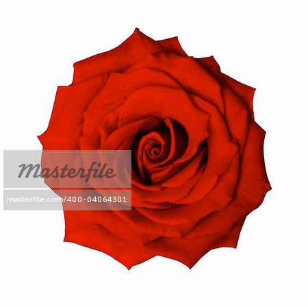 Red rose isolated on white with clipping path