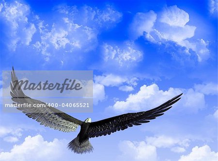 An eagle flight against a sky with white clouds