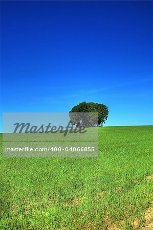 vivid green grass field and a bunch of trees, cloudless sky in background