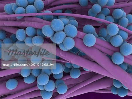 3d rendered close up of staphylococcus viruses