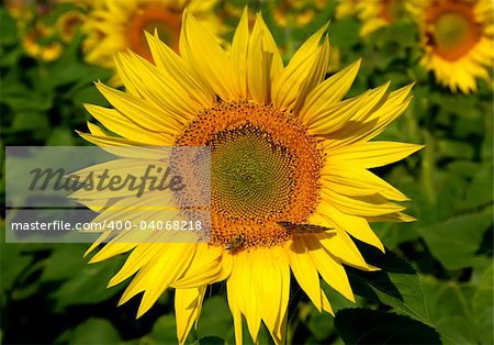 yellow sunflower with butterfly and bee in the field