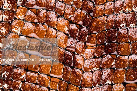 Snakeskin texture - leather background