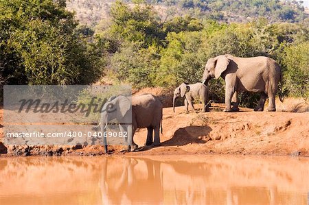 Elephants of different generations gathering at a waterhole in the Pilansberg