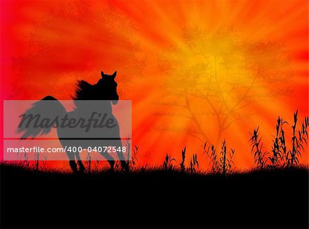 Black wild horse against a colorful sunset