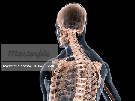 3d rendered anatomy illustration of a transparent body with skeletal system