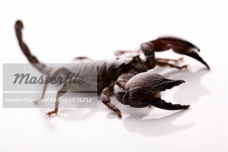 Scorpions are eight-legged carnivorous arthropods.