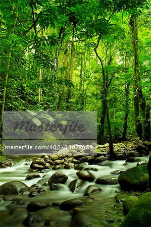 green forest and river