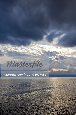 Gull flying over dark Adriatic sea