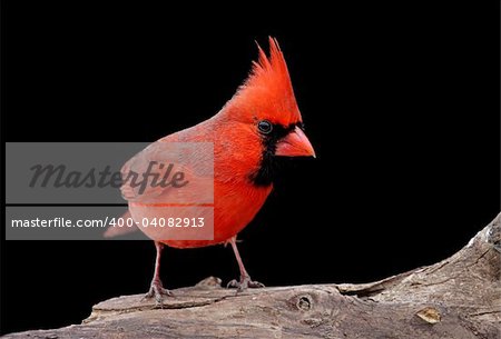 Male Northern Cardinal (cardinalis cardinalis) on a log with a black background