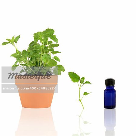 Lemon balm herb growing in a terracotta pot with a specimen leaf sprig and an essential oil blue glass bottle, over white background.