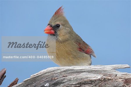 Female Northern Cardinal (cardinalis cardinalis) on a stump with snow and a blue sky background