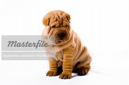 Funny sharpei puppy isolated on white background