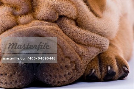 Funny sharpei puppy isolated on white background