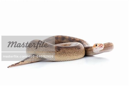 Champagne Ball Python against white background.