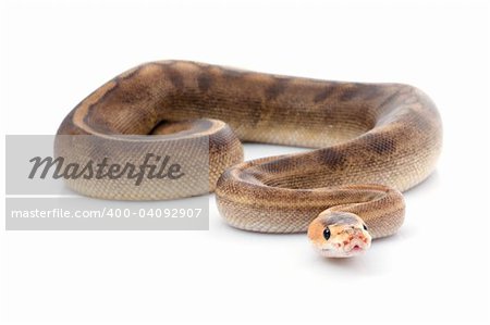 Champagne Ball Python against white background.