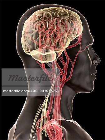 3d rendered anatomy illustration of a human head shape with brain and blood circulation