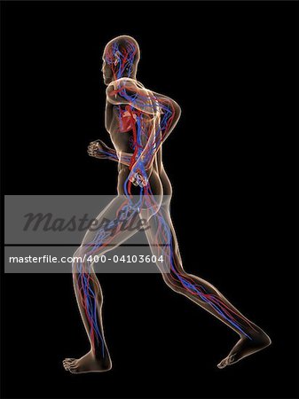 3d rendered illustration of a transparent running man with vascular system