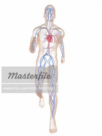 3d rendered illustration of a transparent running man with vascular system and highlighted heart