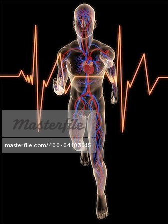 3d rendered illustration of a transparent running man with vascular system highlighted heart and heartbeat
