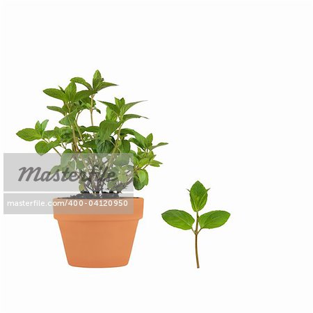 Chocolate mint herb growing in a terracotta pot with leaf sprig, isolated over white background.