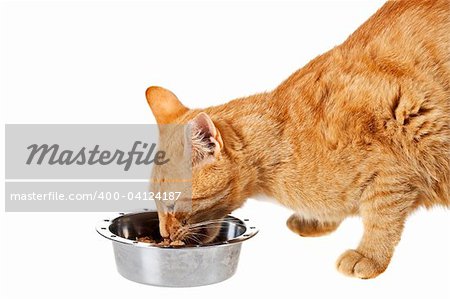 small cat and feeding dish isolated on white