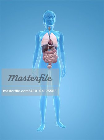 3d rendered illustration of a transparent female body with organs