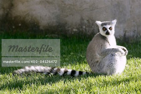Madagascar Lemur under magical light, getting warm with sun