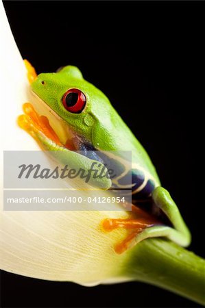 Frog - small animal with smooth skin and long legs that are used for jumping. Frogs live in or near water. / The Agalychnis callidryas, commonly know as the Red-eyed tree Frog is a small (50-75 mm / 2-3 inches) tree frog native to rainforests of Central America.