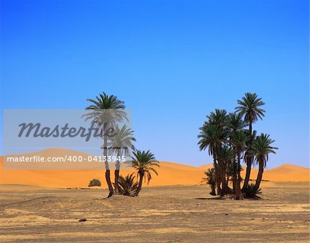 palm trees and cloudless sky at the edge of Sahara desert