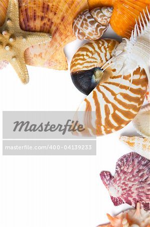 Assorted seashell background shot in high key with a nautilus