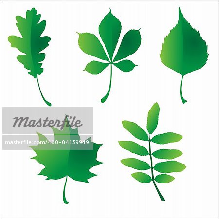 Leaves vector illustration