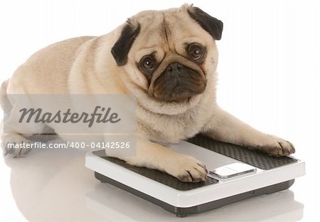 animal health - cute pug dog laying on weigh scales
