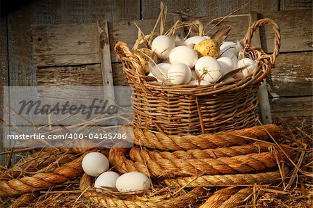 Basket of eggs on straw in the chicken coop