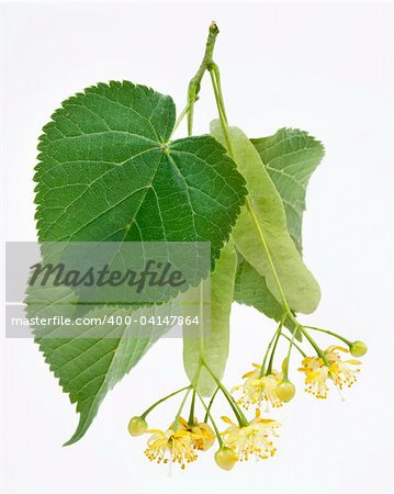 Flowers of linden-tree on a white background