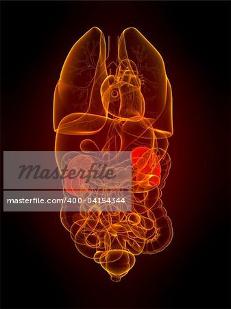 3d rendered illustration of human organs with highlighted kidneys