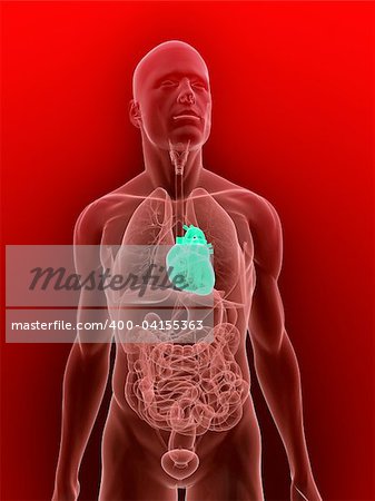 3d rendered illustration of transparent human anatomy with highlighted heart