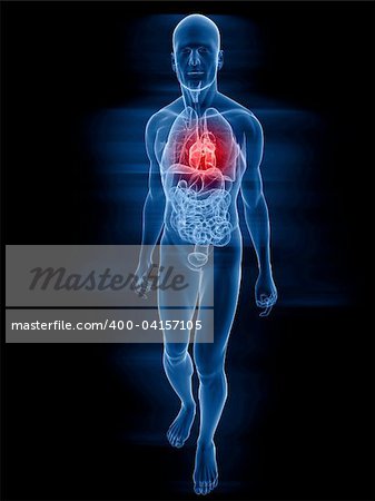3d rendered illustration of a transparent human body with highlighted heart