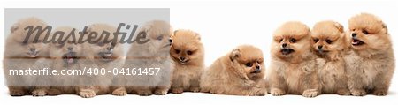 A large group of pomeranian spitz puppy is sitting on the white background, isolated