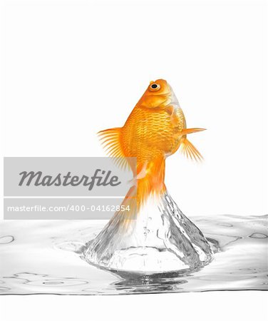 goldfish jumping out of the water, isolated on white