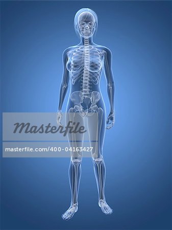 3d rendered illustration of transparent female body with skeleton