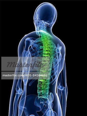 3d rendered x-ray illustration of a human torso with highlighted spine