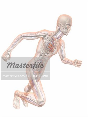 3d rendered illustration of a running skeleton with vascular system