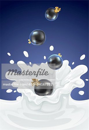 berry black currant dropping in dairy splash - vector illustration