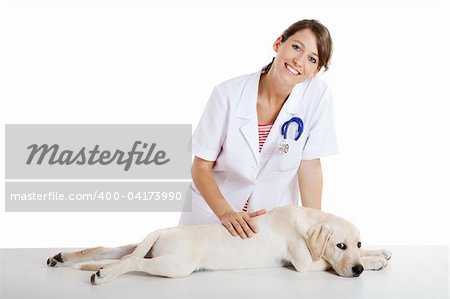 Young female veterinary taking care of a beautiful labrador dog