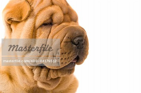 Funny sharpei puppy isolated on white background