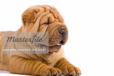 Funny sharpei puppy isolated on white background