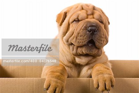 Funny sharpei puppy isolated on white background